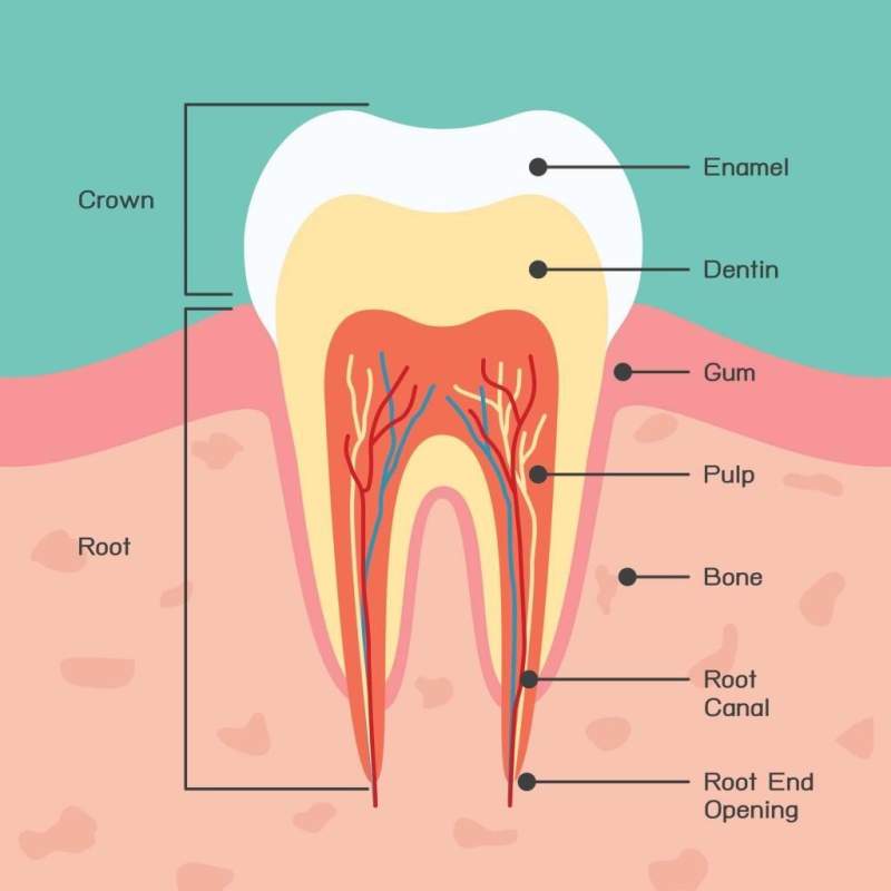 Anatomy-of-a-Tooth-1024x1024-1